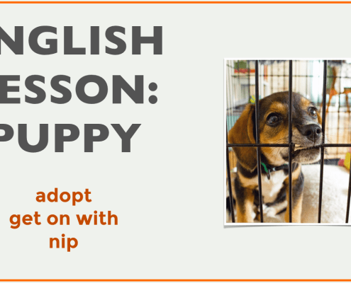 Puppy English